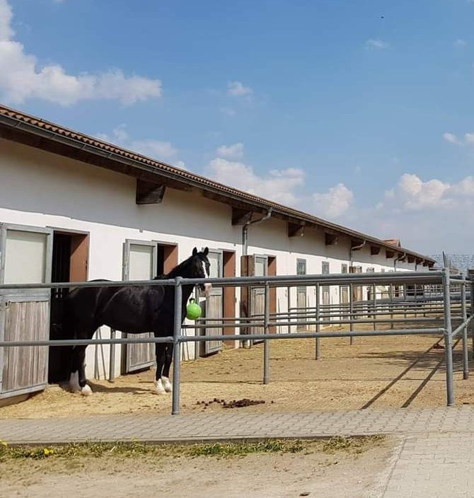 Pensionsbetrieb auf der Reitanlage Ried