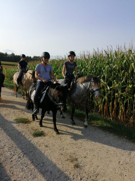 Ausritte bei der Reitschule Holledau